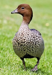 manor duck male
